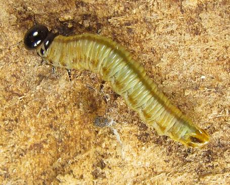 Cephalcia alashanica
