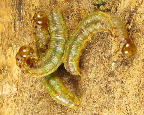 Cephalcia abietis