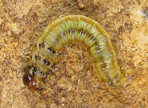 Cephalcia alashanica