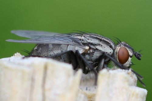 Sarcophaga sp.