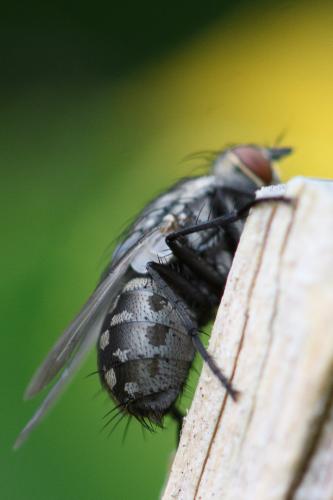 Sarcophaga sp.