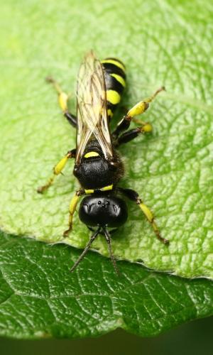 Crabro cribrarius