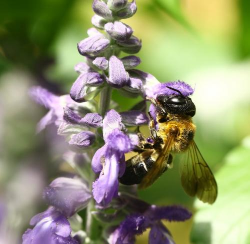 Megachile sculpturalis