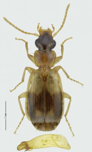 Philorhizus vectensis