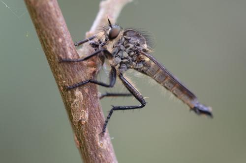 Didysmachus picipes