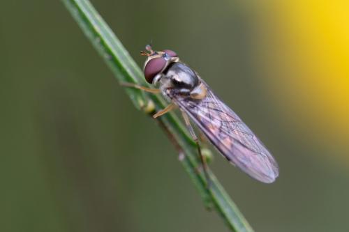 Meliscaeva auricollis