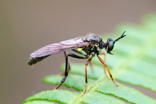 Dioctria rufipes