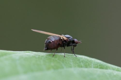 Calliopum sp.