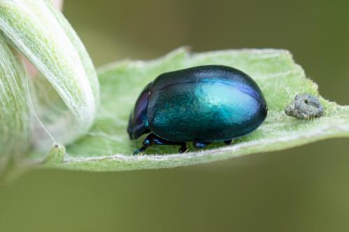 Réf. 287 239 : Oreina caerulea