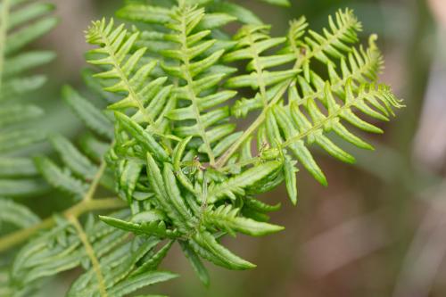 Eriophyes pteridis