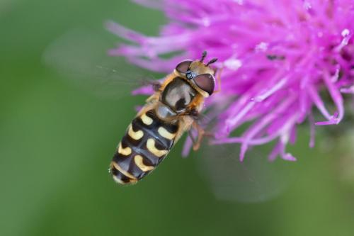 Réf. 287 243 : Scaeva selenitica