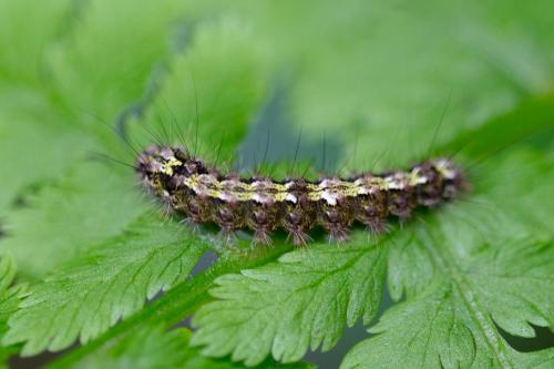 Eilema depressa