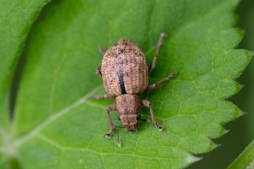 Réf. 287 385 : Strophosoma melanogrammum