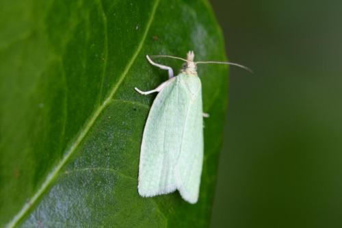 Réf. 287 937 : Tortrix viridana