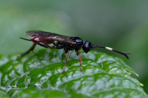 Crypteffigies lanius