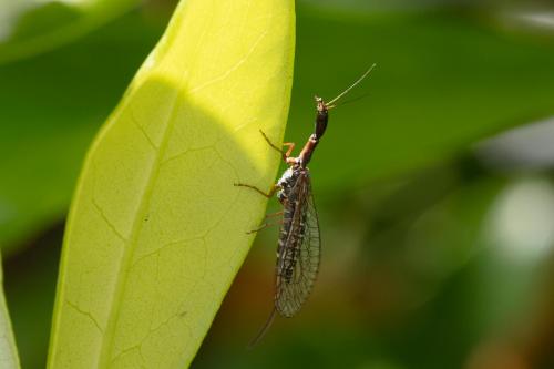 Atlantoraphidia maculicollis