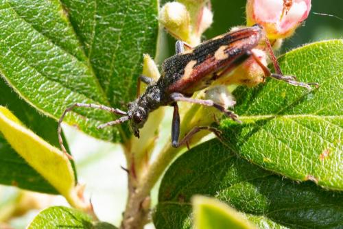 Réf. 287 562 : Rhagium bifasciatum