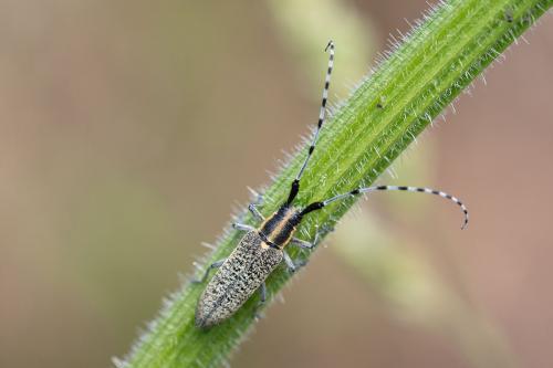 Réf. 287 564 : Agapanthia villosoviridescens
