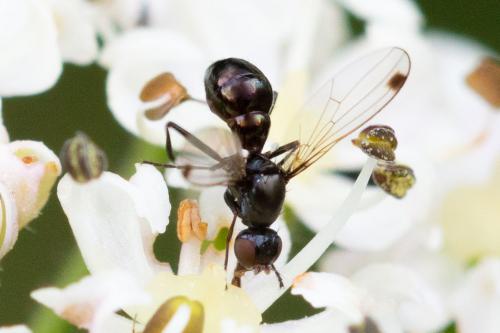 Sepsis sp.