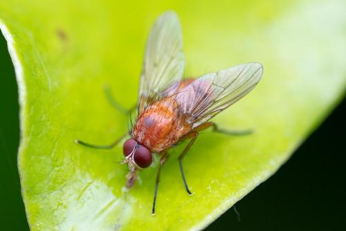 Réf. 287 940 : Phaonia pallida