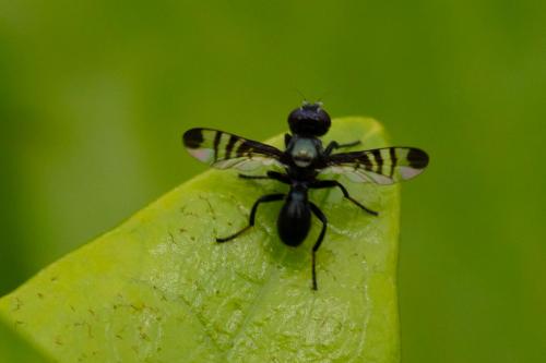 Réf. 287 943 : Rivellia syngenesiae
