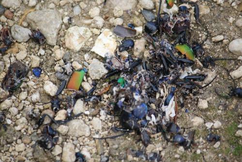 Calosoma sycophanta