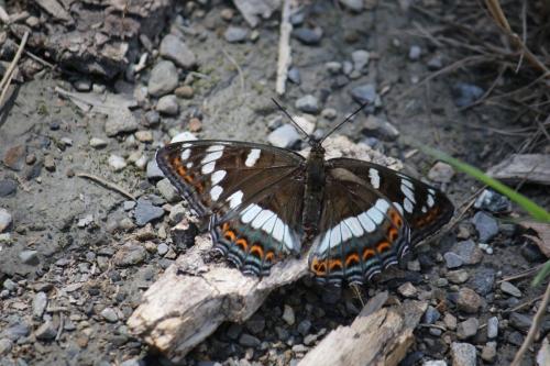 Réf. 287 138 : Limenitis populi