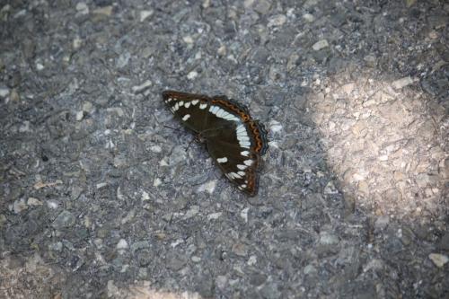 Réf. 287 139 : Limenitis populi