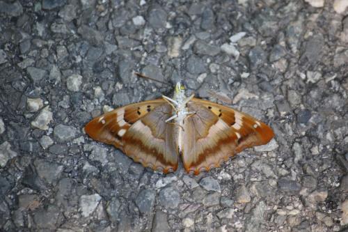 Apatura ilia