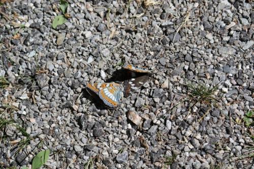 Réf. 287 140 : Limenitis populi