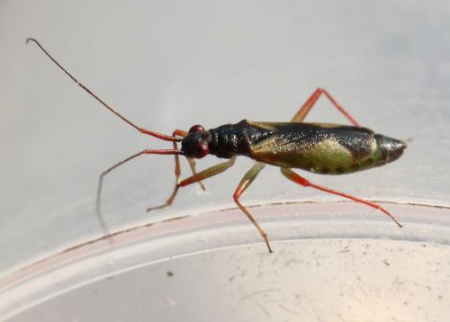 Teratocoris antennatus