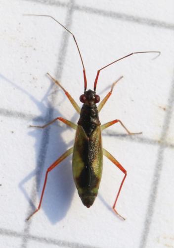 Teratocoris antennatus