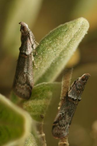 Réf. 287 910 : Acrobasis obliqua