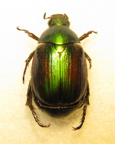 Anomala sp.