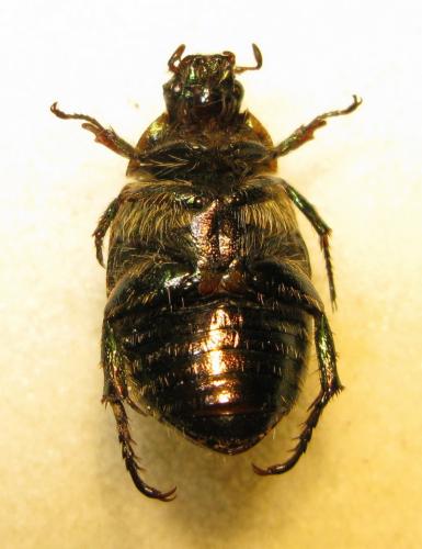 Anomala sp.