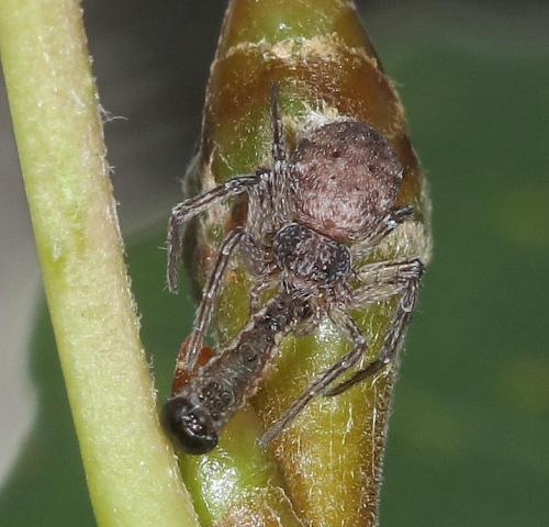 Philodromus_sl sp.