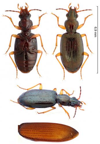 Sinechostictus ruficorne