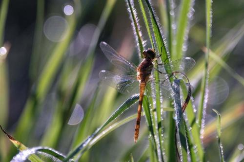 Réf. 287 600 : Sympetrum sp.