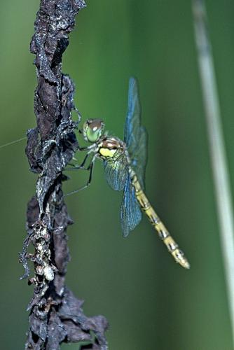 Réf. 287 039 : Sympetrum sp.