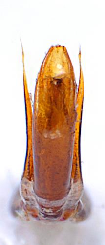 Réf. 287 676 : Catops nigricans