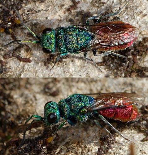 Chrysura sp.