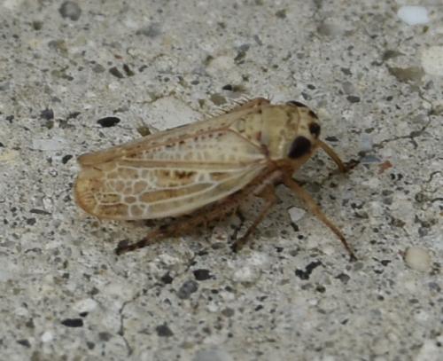Réf. 287 016 : Euscelidius sp.