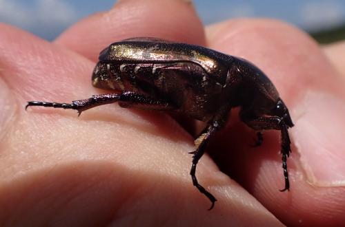 Réf. 287 265 : Potosia cuprea