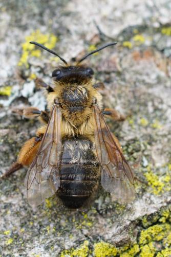 Andrena sp.