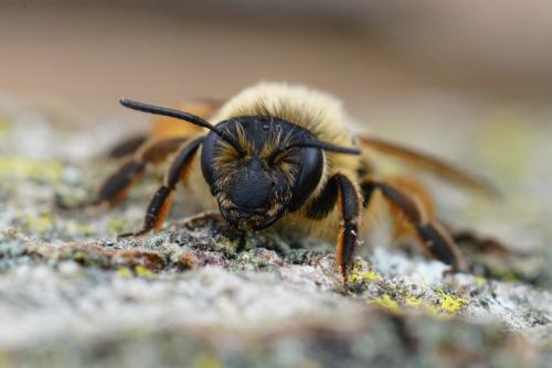 Andrena sp.