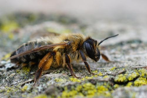 Andrena sp.