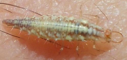 Réf. 287 173 : Chrysoperla sp.