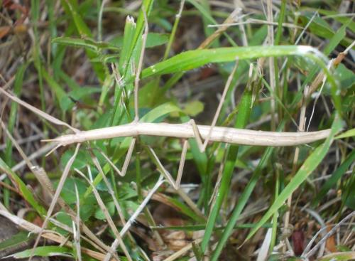 Clonopsis gallica