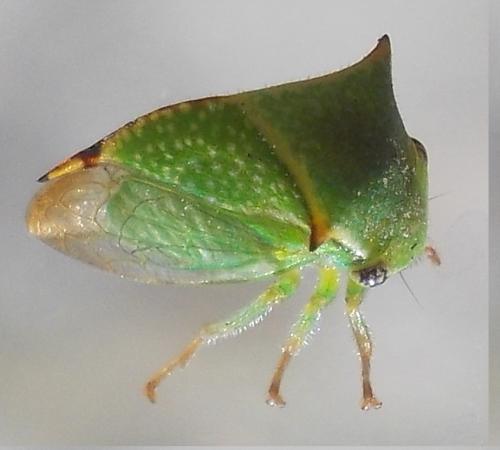 Réf. 287 485 : Stictocephala bisonia