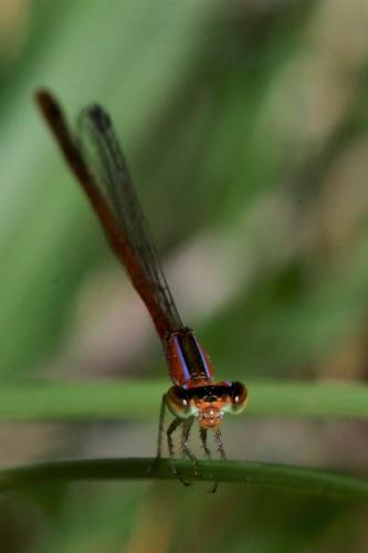 Agriocnemis femina